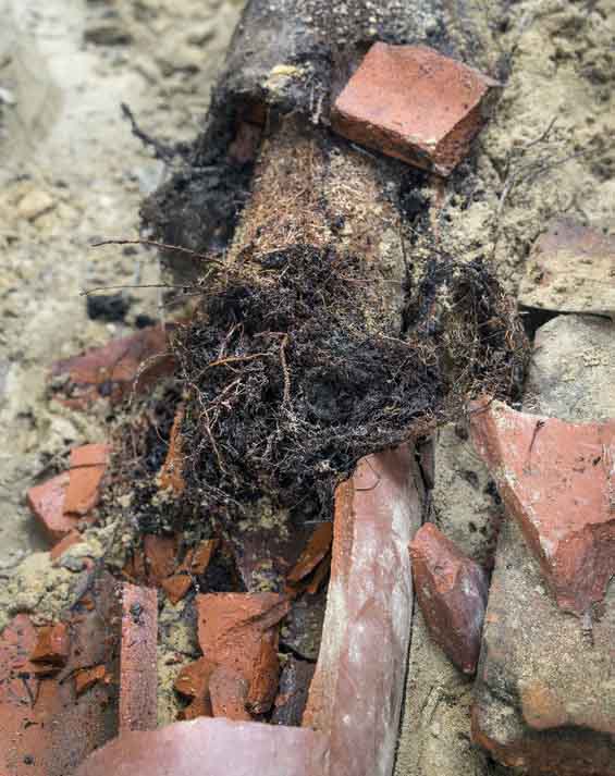How to Deal With Tree Roots in Your Sewer Line