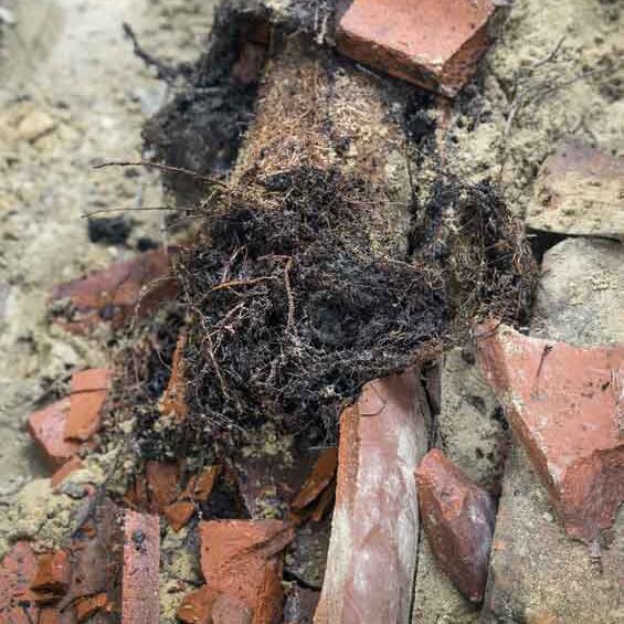How to Deal With Tree Roots in Your Sewer Line