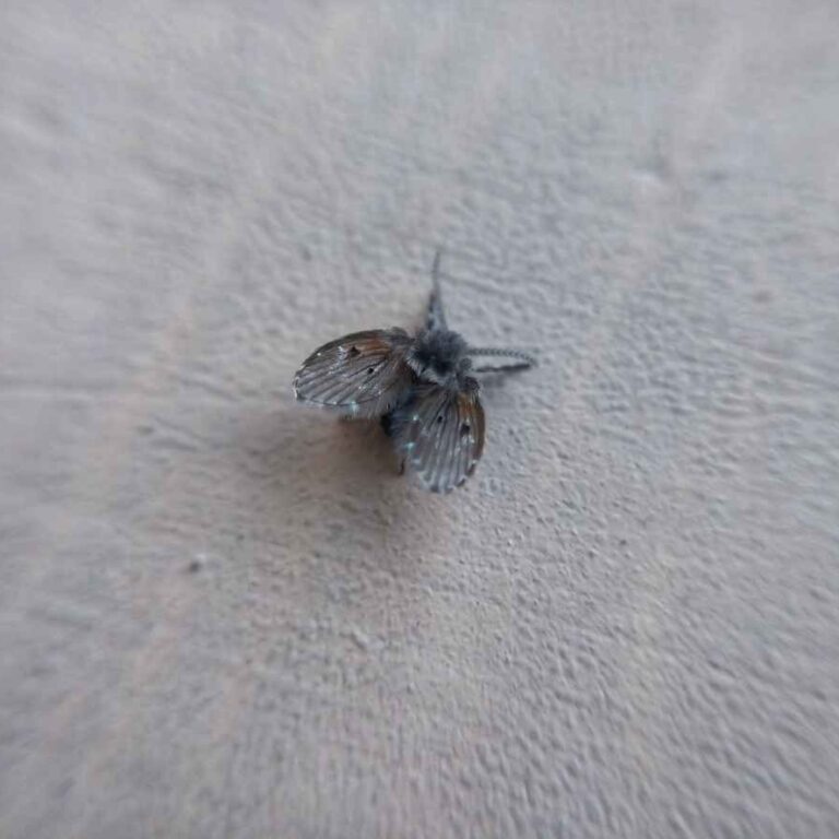 sewer fly on wall